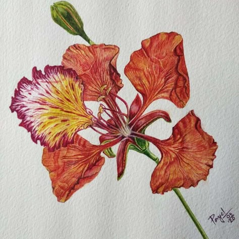 Royal Poinciana Tattoo, Gulmohar Flowers Painting, Gulmohar Painting, Poinciana Tattoo, Flamboyan Tattoo, Poinciana Flower, Royal Poinciana, Plant Drawing, Realistic Paintings