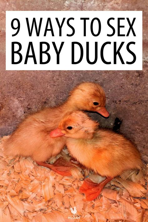 Ducks Coop, Farm Life Aesthetic, Rouen Duck, Duckling Care, Duck Pens, Pekin Duck, Homestead Animals, Backyard Ducks, Duck Breeds