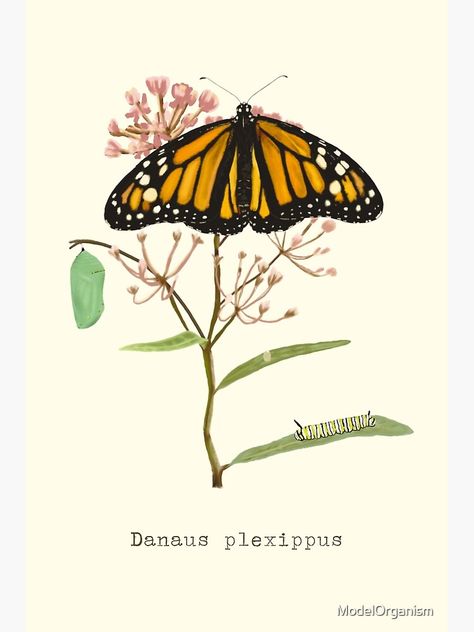 "Monarch Butterfly Life Cycle Illustrated on Milkweed " Art Print for Sale by ModelOrganism | Redbubble Milkweed Illustration, Monarch Butterfly Print, Monarch Illustration, Monarch Butterfly Art, Metamorphosis Tattoo, Monarch Butterflies Art, Butterfly Cocoon, Butterfly Metamorphosis, Milkweed Plant