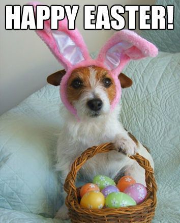 Happy Easter! Don't miss our funny Easter memes and images for sharing #easter #easterbunny #funnymemes #funny #funnypictures #memes #memesdaily #memesfacebook #lol Funny Easter Images, Funny Easter Wishes, Funny Easter Pictures, Easter Memes, Happy Easter Funny, Happy Easter Quotes, Adult Easter, Easter Quotes, Easter Dog