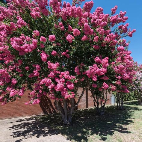 Catawba Crape Myrtle, Purple Flowering Plants, Spring Hill Nursery, Myrtle Tree, Patio Trees, Zone 7, Invasive Plants, Winter Plants, Crape Myrtle