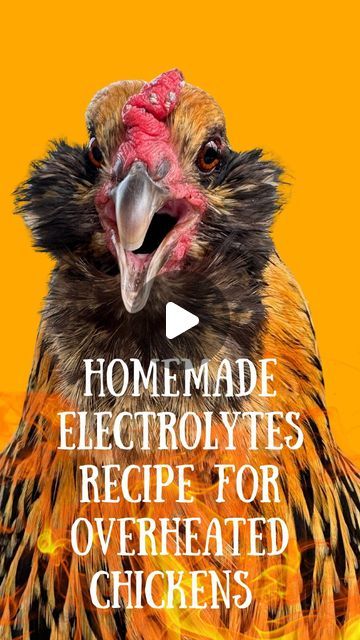 Baking Soda In Chicken Water, Baking Soda For Chickens, Homemade Electrolyte Drink, Molasses Recipes, Raising Chicks, Baking Soda Water, Improve Nutrition, Small Farms, Life Hackers