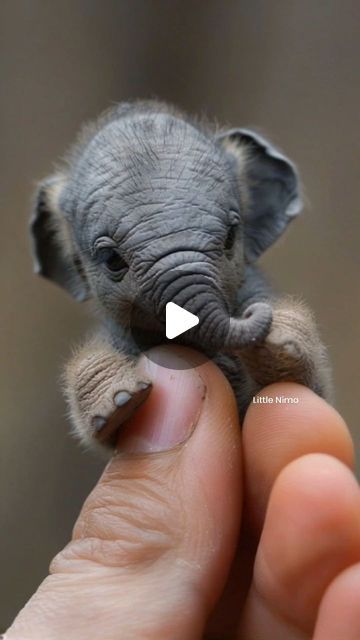 𝗟𝗶𝘁𝘁𝗹𝗲 𝗡𝗶𝗺𝗼 ✨ on Instagram: "Little Creature 🐘 ❤️🥰
 
Visit 🫠❤️🔗: www.LittleNimoAi.com
 
 ❤️📸: @little.nimo @nimo_ai_art 💫

#cuteanimals #cute #nimo_ai_art #digitalart #disney" Disney Cuties, Elephant Pictures, Exotic Animals, Baby Monkey, Cute Elephant, Small Animals