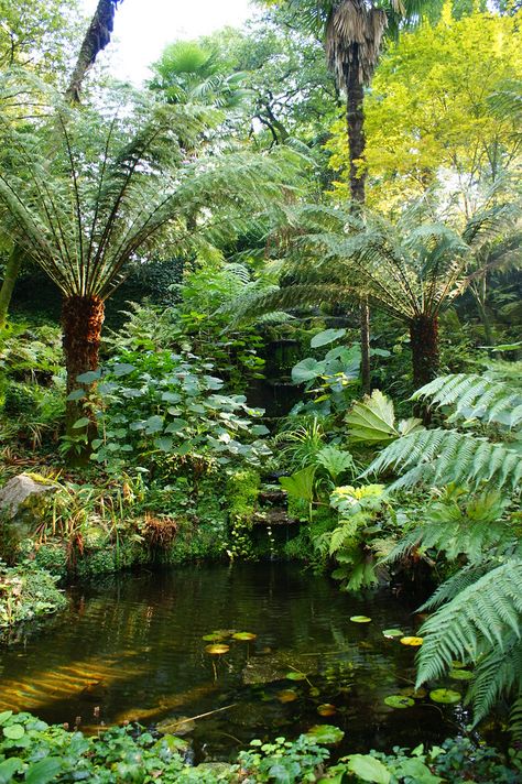 https://flic.kr/p/aCy2uj | Dicksonia antarctica (tree ferns) (2) Tree Fern Garden Design, Tree Ferns In Gardens, Tropical Farm, Dicksonia Antarctica, Fern Garden, Kolam Air, Ferns Garden, Garden Pond Design, Tropical Garden Design