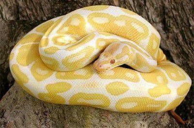 Burmese Python, Python Regius, Colorful Snakes, Pretty Snakes, White Crow, Snake Lovers, Snake Venom, Cute Snake, Python Snake