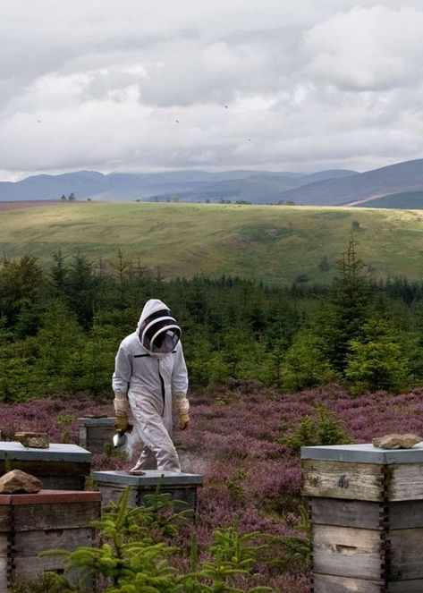 HEATHER HONEY Perthshire Scotland, Heather Hills, Honey Farm, Farmer Girl, Bee Farm, Bee Keeper, Bee Inspired, Family Roots, Busy Bees