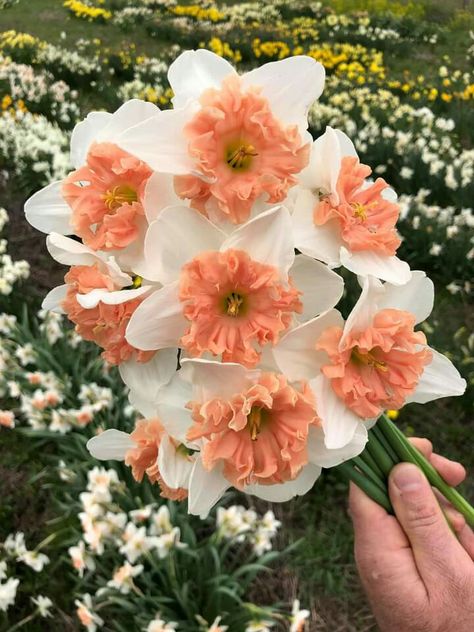 Fancy Daffodils, Widget Flower, Pink Daffodils, Bouquet Of Daffodils, Daffodil Flowers, Flower Business, Daffodil Flower, Nothing But Flowers, Plant Aesthetic