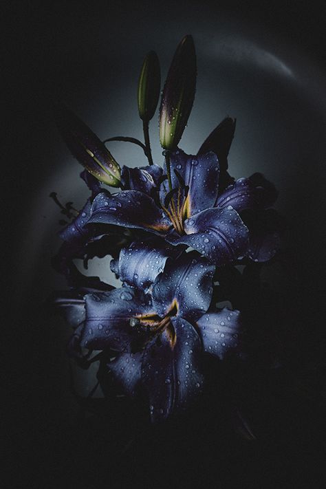 Blue dream lily on Behance Blue Lilies Aesthetic, Unique Flower Photography, Dark Lillies, Dark Lilies, Black Lily Flower, Lilies Aesthetic, Glaze Lily, Lillies Flowers, Black Lilies