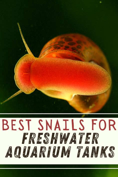 Exploring What are the Best Snails to Have for Cold Freshwater aquarium Fish Tanks to Keep at your home. Snail Fish Tank, Snails In Fish Tank, Mystery Snails Tank, Aquarium Snails Freshwater, Snail Drinking Water, Aquarium Snails, Betta Tank Mates, Snail Tank, Pet Snails