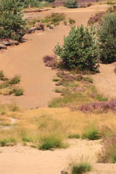 Sand dune landscape with vegetation Veluwe. Sand dune landscape with blooming heather and grass in the dutch nature reserve de veluwe near the village roosendaal stock image Sandy Landscape, Landscaping Sand, Sand Dunes, Nature Reserve, Urban Landscape, Landscape Architecture, Lawn, Stock Images, Country Roads