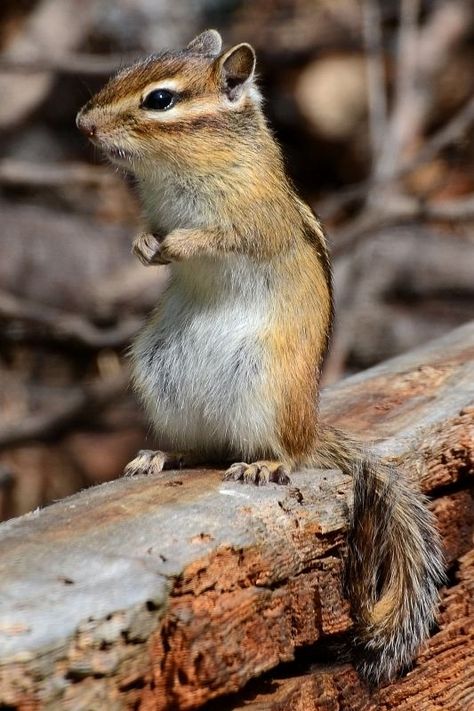 Chipmunk Photography, Eastern Chipmunk, Winter Reading, Flying Squirrel, Old Trees, Little Critter, Cute Wild Animals, Animal Photo, Chipmunks