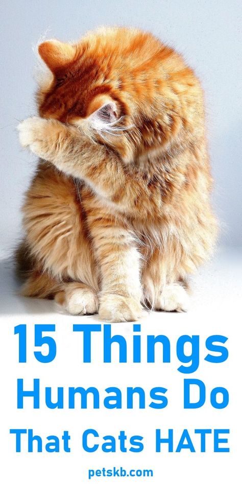 Cat actually hate many things their owners do! Find them listed here! Cat Owner Hacks, Senior Cat Care, Cat Proofing, Cat Info, Cat Hacks, Cat Care Tips, Kitten Care, Senior Cat, Incredible Creatures