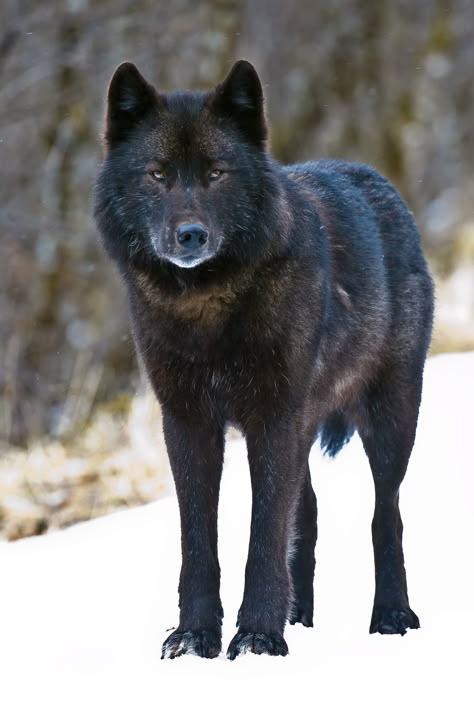 Federal authorities announced Friday that the geographically isolated Alexander Archipelago wolf of southeast Alaska’s Tongass National Forest may need protection under the Endangered Species Act to survive the impact of logging, hunting and trapping in its old-growth habitat. Black Wolf, Archipelago, Wolves, A Black, Alaska, Alexander, Black