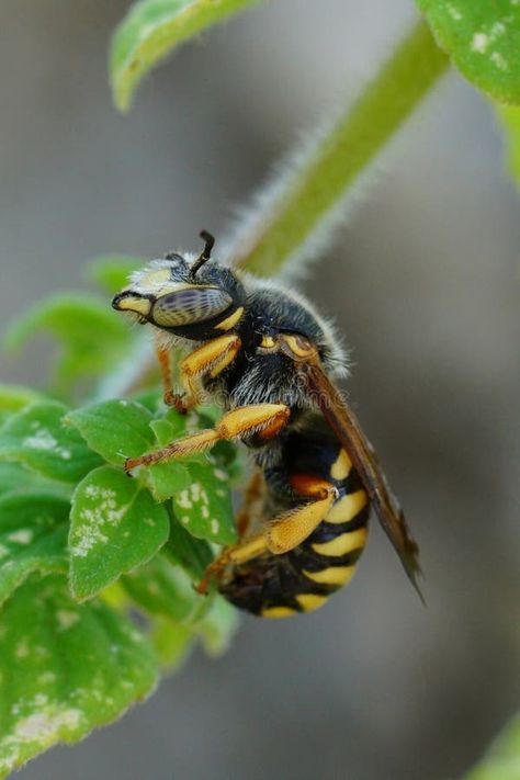 Closeup on a yellow banded male seven-toothed Red-resin solitary bee, Rhodanthidium septemdentatum sitting in vegetation royalty free stock images Solitary Bees, Gold Aesthetic, Vector Portrait, Bee Happy, Stock Images Free, Close Up, Butterflies, Royalty, Bee