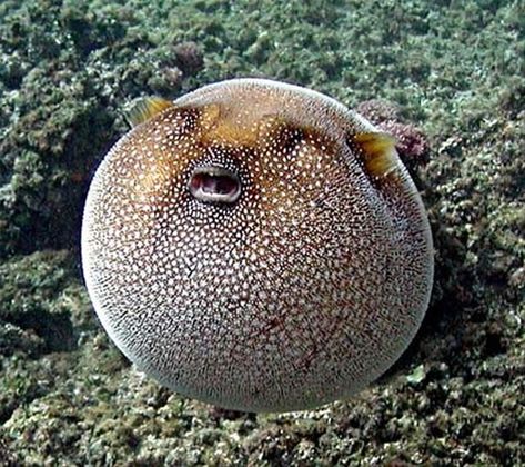 The white spotted puffer fish Fauna Marina, Life Under The Sea, Puffer Fish, Water Animals, Beautiful Sea Creatures, Underwater Creatures, Underwater Life, Aquatic Animals, Beautiful Fish