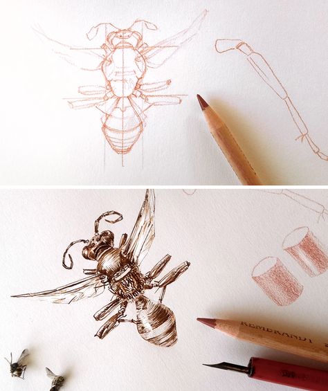 Video Tutorial - How to Draw Insects - Wasp drawing with pencil and dip pen and ink. Step-by-step demo Dip Pen Illustration, Wasp Drawing, Bees Drawing, How To Draw Insects, Draw Insects, Drawing With Pencil, Nature Illustrations, Pen Illustration, Animal Drawing