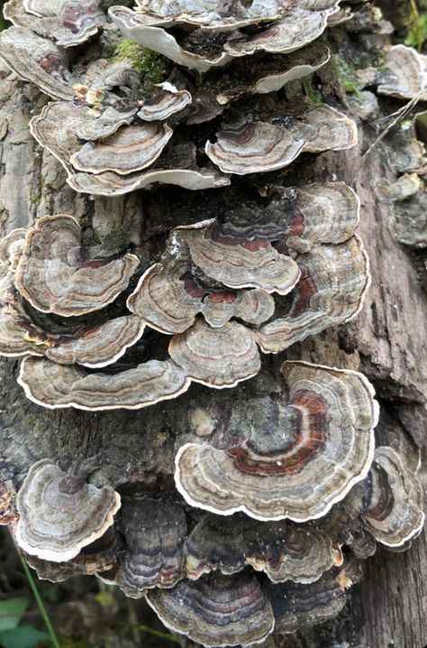 Mushrooms That Grow On Trees, Mushroom Growing On Tree, Mushrooms Growing On Trees, Mushroom On Tree, Fursona Design, Driftwood Project, Flat Mushrooms, Mossy Mushroom, Natural Forms Gcse