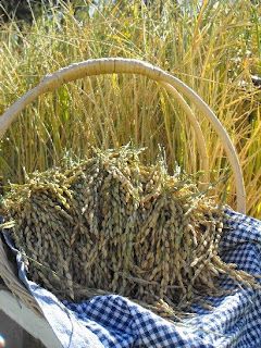 Hippy House, Rice Farm, Growing Rice, Rice Plant, Self Sufficient, Market Garden, Mini Farm, Veg Garden, Living Off The Land