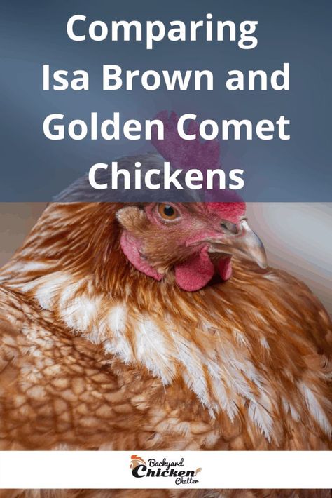 Golden Comet Chicken Hens, Isa Brown Chicken, Comet Chicken, Rabbit Coop, Chicken Knowledge, Golden Comet Chicken, Chicken Breeds For Eggs, Farm Dream, Animal Enclosures