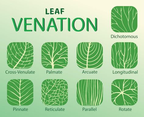 Illustration of leaf venation types | Premium Vector #Freepik #vector #photosynthesis #chlorophyll #environment #eco Photosynthesis, Twitter Header, Horticulture, Premium Vector, Graphic Resources, Vector Illustration, Science, Twitter, Quick Saves