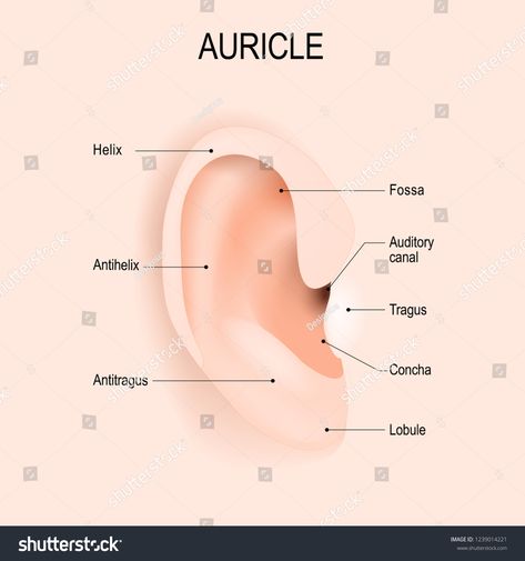 Auricle. Anatomy of the human ear. piercing. Vector diagram for educational, biological, medical and science use. #Ad , #Ad, #ear#piercing#human#Auricle Piercing Diagram, Ear Piercing Diagram, Design Symbols, Webpage Template, Dna Molecule, Science Icons, Human Ear, Science Background, Science Illustration