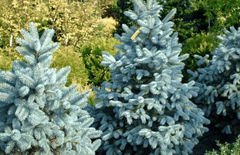 Choosing the Right Size Tree for Your Colorado Springs Landscape - Timberline Landscaping Blue Spruce Tree, Cypress Mulch, Evergreen Landscape, Baby Blue Eyes, Colorado Blue Spruce, Picea Pungens, Spruce Trees, Specimen Trees, Spruce Tree