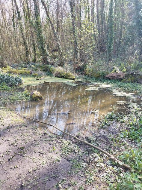 Swamp Goth, Magic Things, Nature Photography, Forest, Lake, Photography, Quick Saves, Nature