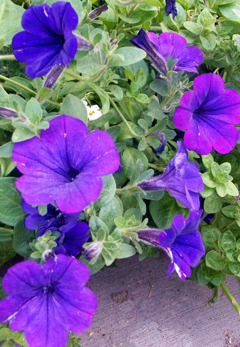 purple petunias Purple Petunias, Petunias, Cacti And Succulents, Cactus, Wonder, Purple, Flowers, Plants