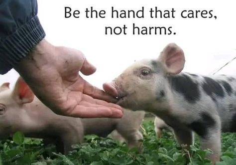 Inspirational Animal Quotes, Vegetarian Quotes, Animal Rights Quotes, Stop Animal Testing, Mercy For Animals, Vegan Facts, Vegan Memes, Animal Activism, Vegan Quotes