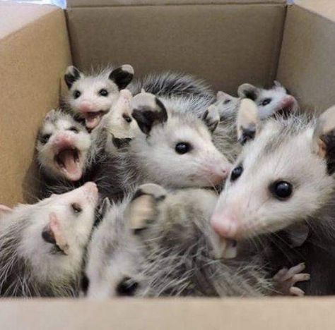 Forbidden Cats, Baby Opossum, Baby Possum, Awesome Possum, Trash Panda, Pretty Animals, Silly Animals, Oui Oui, Wild Animal