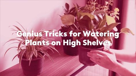 How to Water Plants on High Shelves | Real Simple How To Water Hanging Indoor Plants, Plants You Can Propagate In Water, How To Bottom Water Plants, How To Water Plants Up High, Easiest Plants To Propagate In Water, Potted Houseplants, Root System, Hardy Plants, All About Plants