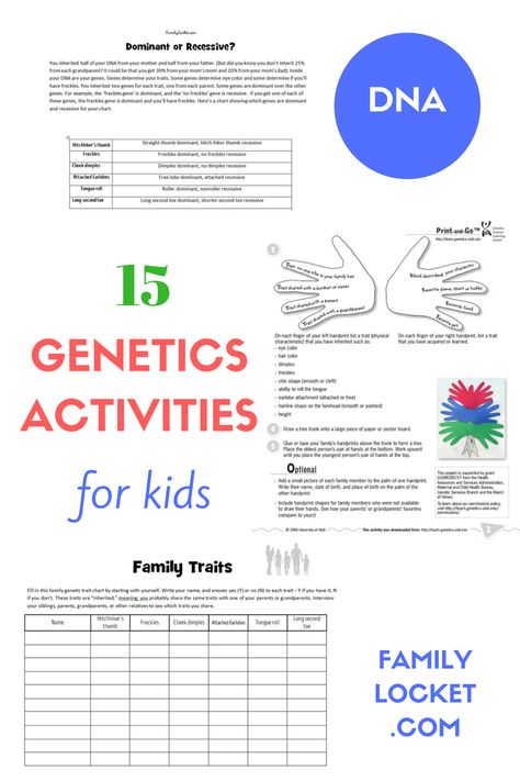 15 Genetics Activities for Kids – Family Locket Genetics Worksheet, Dna Worksheet, Genetics Activities, Dna Activities, Biology For Kids, Biology Lessons, Easy Lessons, Teacher Worksheets, Educational Worksheets