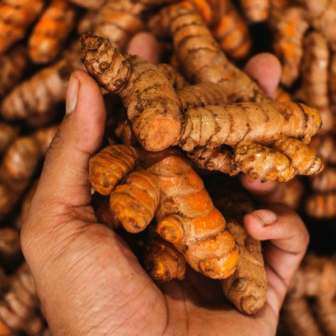 Native to Asia, turmeric has been used for centuries in cooking, medicine, and even cultural and religious services.  In fact, Indian weddings give this vibrantly colored spice a very important position, and a whole day ritual is devoted to it.  Usually, a day before the wedding (what is called the haldi ceremony) is w Raw Turmeric, Fresh Turmeric Root, Turmeric Spice, Root Color, Improve Fertility, Fresh Turmeric, Flatter Stomach, Deep Yellow, Healthy Digestive System