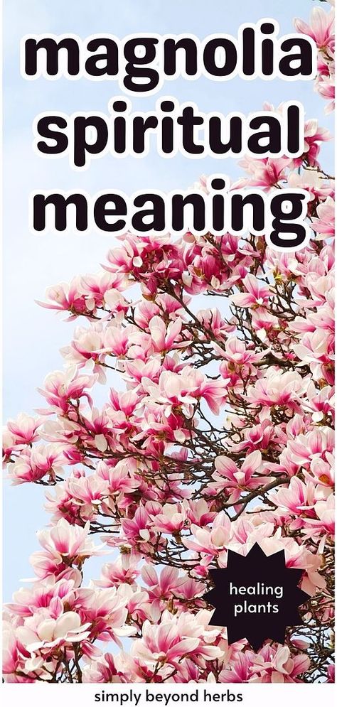 Explore the "Magnolia Spiritual Meaning" and its connection to healing plants and natural medicine. The magnolia tree is not just an ornamental gem; it's steeped in rich symbolism and spiritual significance. This guide offers insights into the deeper meanings of magnolia trees, enhancing your appreciation for these majestic plants. Find more language of flowers, flower quotes, and tree meanings at simplybeyondherbs.com. Meaning Of Magnolia Flower, Magnolia Meaning, Plant Meanings, Tree Meanings, Magnolia Bouquet, Magnolia Grandiflora, Magnolia Tree, Healing Plants, Spiritual Symbols