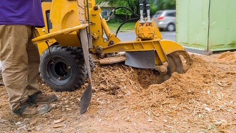 stump removal vs stump grinding Kill Tree Roots, Tree Stump Removal, Stump Grinding, Stump Grinder, Stump Removal, Large Trees, Melbourne Florida, Tree Stumps, Pretty Garden