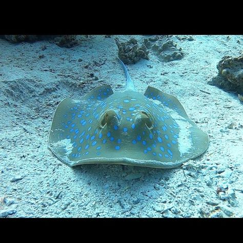 Stingray Fish, Fish Information, The Order, Stingray, Sharks, A Group, Follow Us, Fish