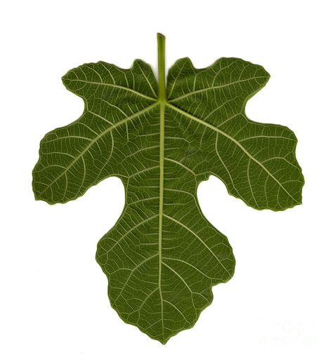 Fig Leaf Painting, Fig Leaf Drawing, Fig Drawing, September Aesthetic, Black Mission Fig, Conifers Garden, Fig Leaf, Plants Leaves, Leaf Drawing