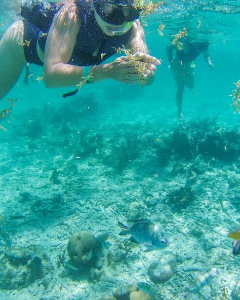 12 Things to KNOW Before Snorkeling in Puerto Morelos, Mexico Mexico Cenotes, Akumal Beach, Best Snorkeling, Puerto Morelos, Catamaran, Travel Insurance, Cancun, Scuba Diving, Things To Know