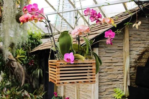 Mounted orchids will dry out much faster than the ones in pots, especially in an indoor environment that has artificial heat/cooling, like your living room.… Orchid Planter Ideas, Cinema Exterior, Diy Orchids, Pot Gantung, Hanging Orchid, Repotting Orchids, Orchid Plant Care, Orchids Care, Tropical Garden Ideas