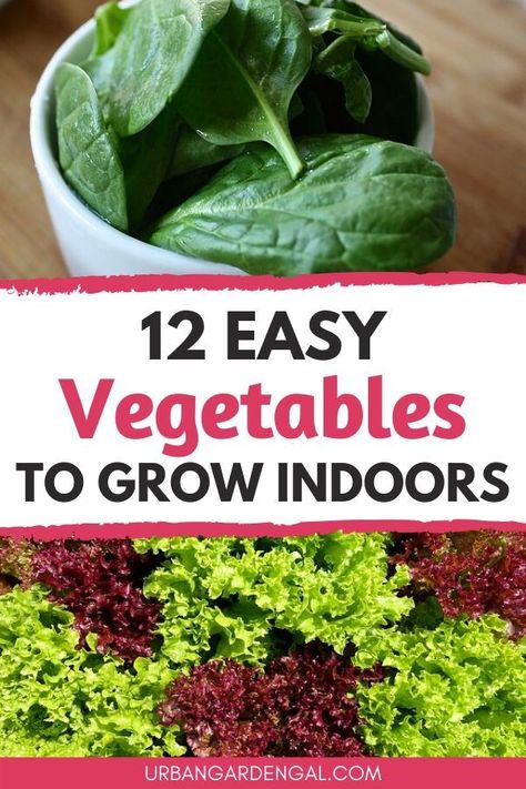 Growing vegetables indoors doesn't require a lot of space. Here's how to create an indoor vegetable garden at home. #vegetablegarden #indoorgarden #gardening Vegetables To Grow Indoors, Good Vegetables, Indoor Vegetable Garden, Plants To Grow Indoors, Plants Propagation, Fast Growing Vegetables, Growing Vegetables Indoors, Easy Vegetables, Creative Garden Ideas