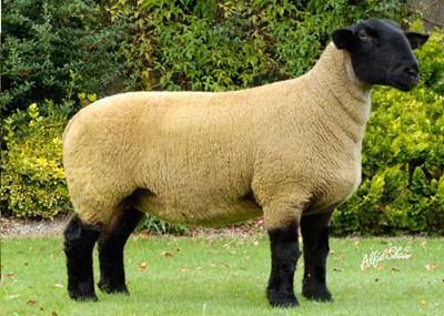 Ryeland Sheep, Milking Parlor, Sheep Pictures, Suffolk Sheep, Lamb Cake, Dairy Farming, Artificial Insemination, Sheep Breeds, Dairy Goats