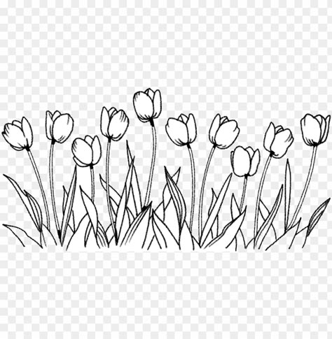 Line Art Drawings Transparent Background, Cute Flowers Draw, Tulip Garden Drawing, Flower Line Illustration, Tulips Aesthetic Drawing, Tulips Drawing Aesthetic, Flower Background Drawing, Flower Drawing Background, Tulips Line Art