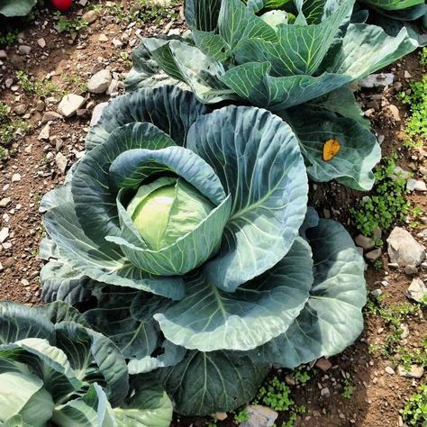 Does cabbage come back every year? - Gardening Channel Cabbage Growing, Grow Cabbage, Growing Cabbage, Cabbage Plant, Growing Food Indoors, Lasagna Gardening, Purple Cabbage, Survival Gardening, Green Cabbage