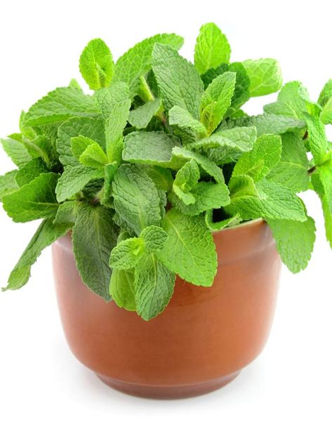 How to Grow Mint Indoors - A Step by Step Guide! – Mod and Mint Plant Care Grow Mint Indoors, Easiest Herbs To Grow, Mint Plant Care, Growing Mint Indoors, How To Grow Mint, Grow Mint, Mint Plant, Easy Herbs To Grow, Growing Herbs Indoors