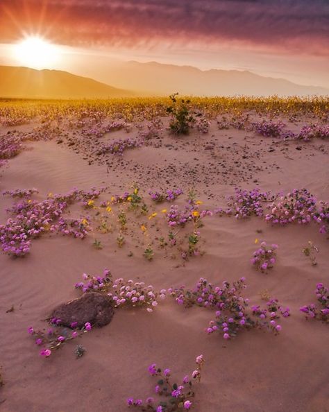 Flowers in the desert Desert Flowers, Biome, Coven, Amazing Nature, Mother Earth, Nature Beauty, Beautiful World, Beautiful Landscapes, Wonders Of The World