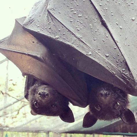 A Bat Rescue Organization Posted These 40 Pics Of Bats Being Cute To Show How Harmless They Actually Are Fruit Bat, Baby Bats, Cute Bat, Lily Evans, Pretty Animals, Little Critter, Silly Animals, Cute Creatures, Ecosystem