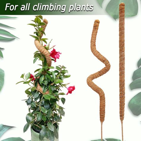 Available on Amazon click your pin   28-Inch Flexible Moss Pole for Plants, 2 Pack Monstera, Handmade Moss Poles for Climbing Indoor Plants Plant Pole Sticks with Coco Coir and Support Stakes for Potted Plants   #decor #homedecor #plant Climbing Plants Indoor, Plant Pole, Indoor Climbing Plants, Pole Climbing, Plants Monstera, Plant Cages, Plant Monster, Plant Bracket, Moss Pole