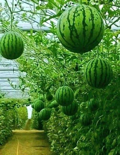 dinnye lugas Grow Watermelon, How To Grow Watermelon, Vertical Vegetable Gardens, Watermelon Plant, Vegetable Pictures, Vegetable Garden Diy, Backyard Vegetable Gardens, Organic Vegetable Garden, Beautiful Fruits