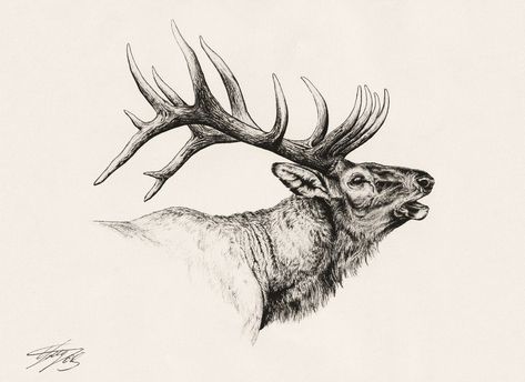 Elk Silhouette Tattoo, Elk Head Tattoo, Elk Antlers Drawing, Elk Drawing Easy, Elk Head Drawing, Elk Skull Drawing, Elk Tattoo Men, Bull Elk Tattoo, Montana Cookies