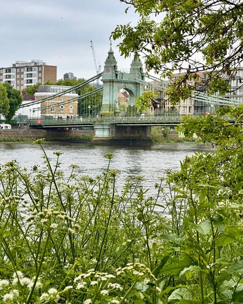 More discoveries walking along the Thames in Barnes. A view of the well known Chiswick pubs, the Hammersmith bridge that’s eternally closed to car traffic and the lovely swans. #barnes #riverthameslondon #londonwalks #london🇬🇧 #hammersmithbridge #swansofinstagram Hammersmith Bridge, Hammersmith London, Chiswick London, Car Traffic, Thames Path, London Calling, River Thames, London Life, Swans